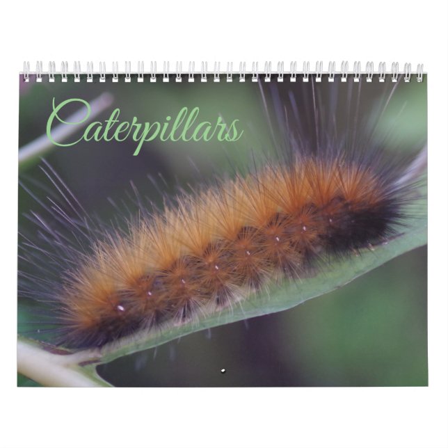 Caterpillarskalender Kalender (Omslag)