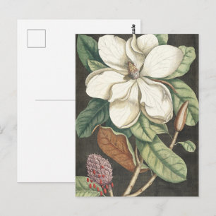 Catesby Vintage Magnolia Botanisk Illustration Vykort