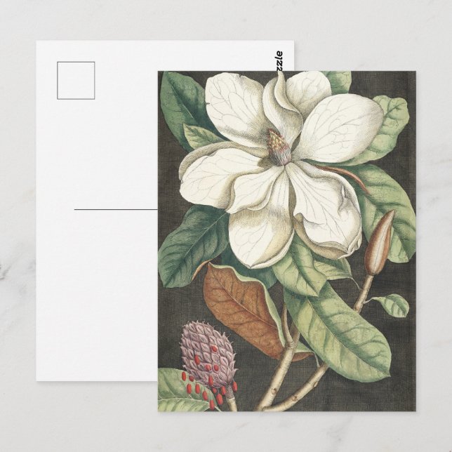 Catesby Vintage Magnolia Botanisk Illustration Vykort (Fram/baksida)