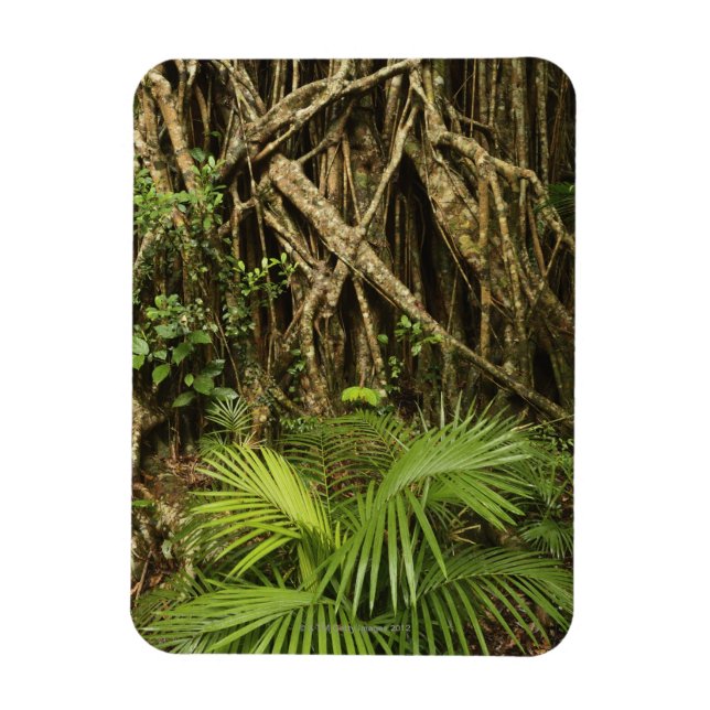 Cathedral Fig, Yungaburra, Atherton Tableland Magnet (Vertikal)