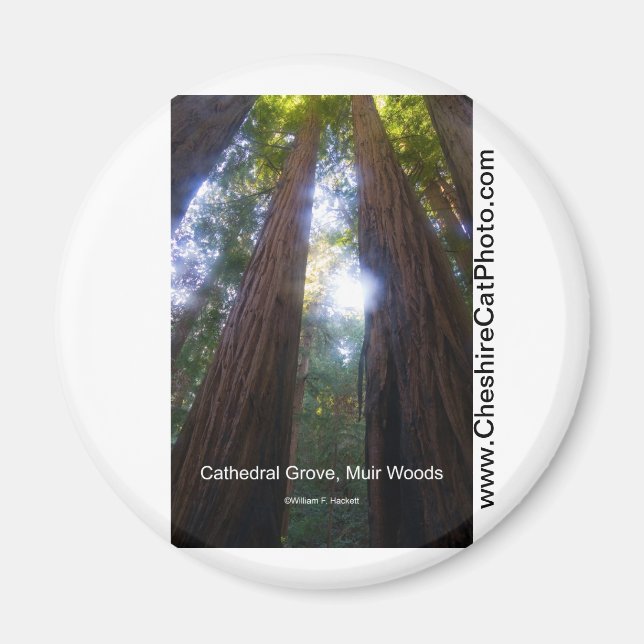 Cathedral Grove, Muir Skogen California Products Magnet (Framsidan)