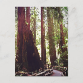 Cathedral Grove Vykort