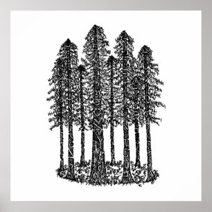 Cathedral Ring (Coastal Redwood Sketch) Poster
