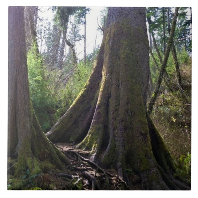 Cathedral Träd, Astoria, Oregon Kakelplatta (Framsidan)