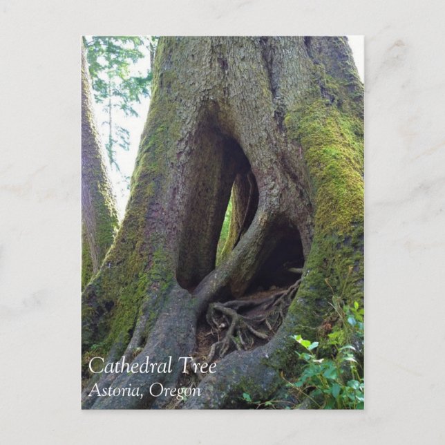 Cathedral Träd, Astoria, Oregon Vykort (Framsida)