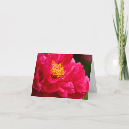 Cathys Bush Peonie 2 2013 Kort