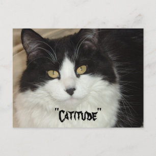 Catitude Cat with an Attitude Vykort