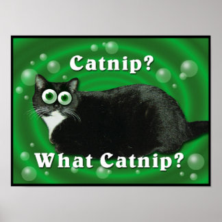 Catnip Kattunge Poster