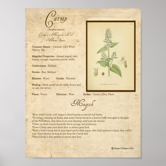 CATNIP MAGICK HERB POSTER (Framsidan)
