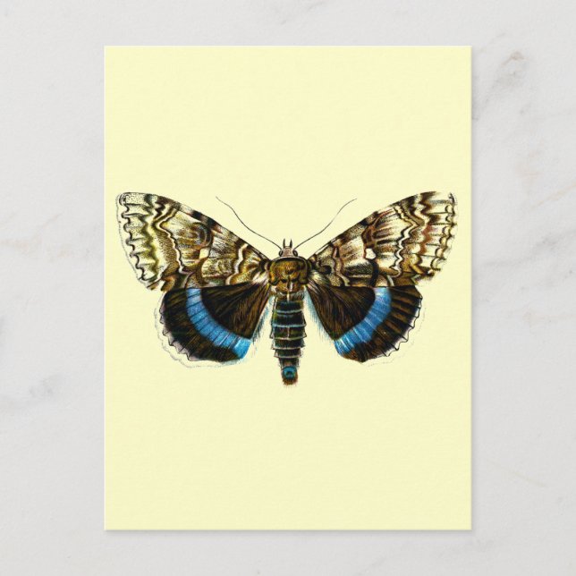 Catocala fraxini vykort (Framsida)