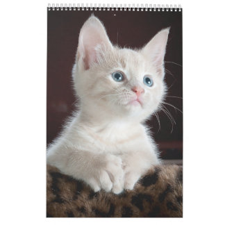 Cats älskare Calendar Kalender