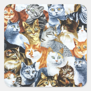 CATS Clowder Fyrkantigt Klistermärke