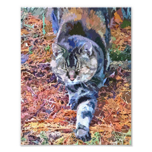 CATS FOTOTRYCK