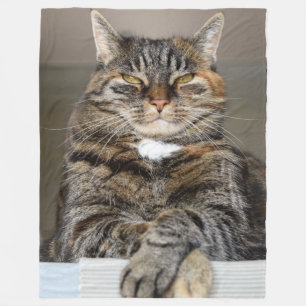 CATS KÄNNER TILL ATT DE HAR EN REGEL FLEECEFILT