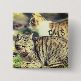Cats Knapp