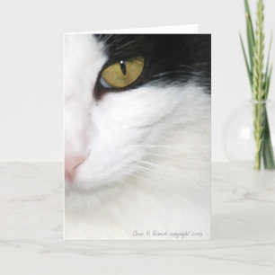 Cats Öga Kort