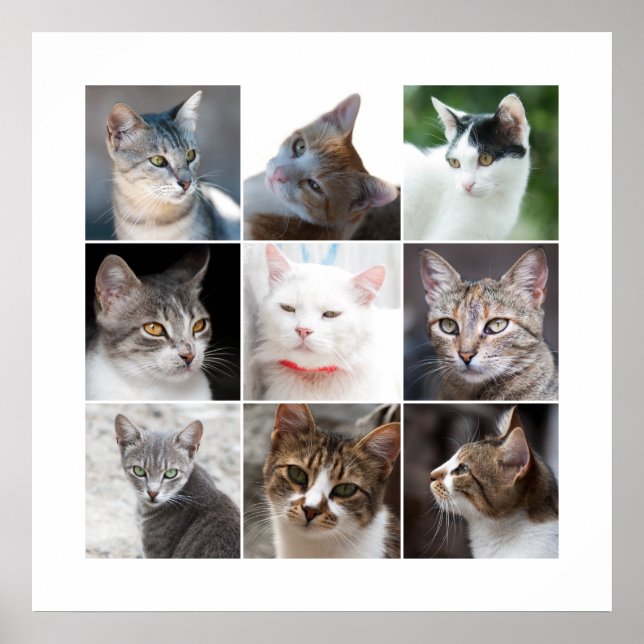 CATS POSTER (Framsidan)