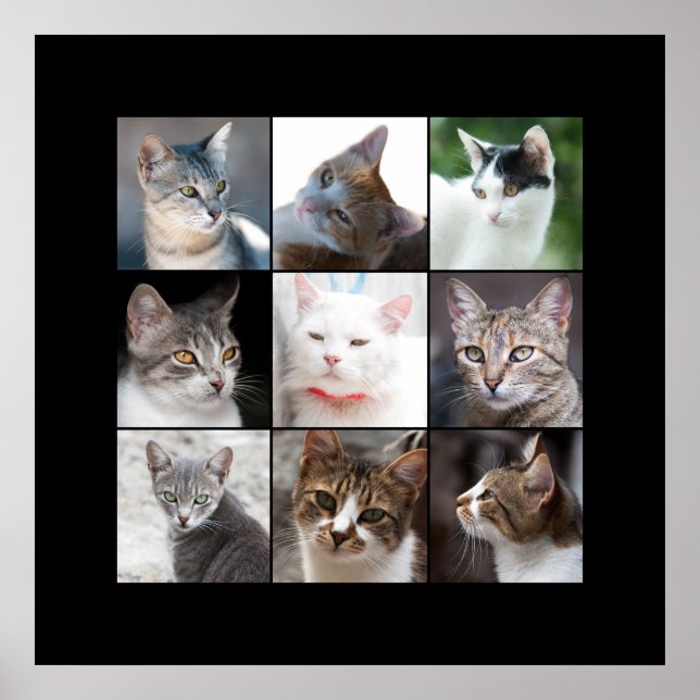 CATS POSTER (Framsidan)