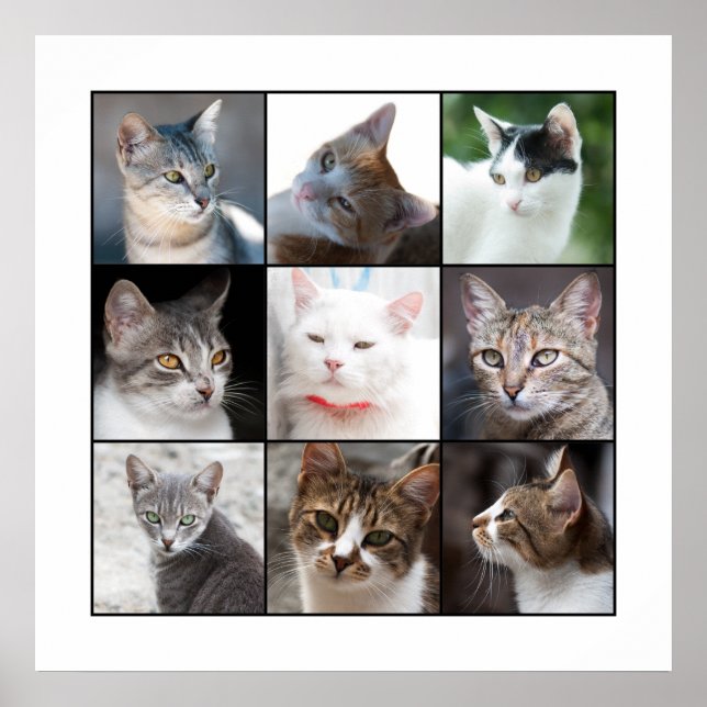 CATS POSTER (Framsidan)