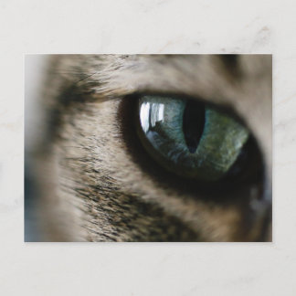 Cats vykort för Öga