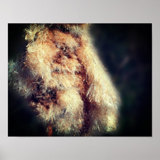 Cattail Fluff stäng upp Poster (Framsidan)