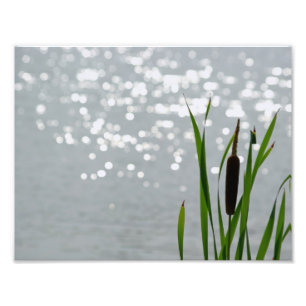 Cattail framme av sjön fototryck