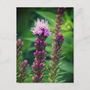 Cattail Gayfjäther-blomman. Blanka Poster Vykort