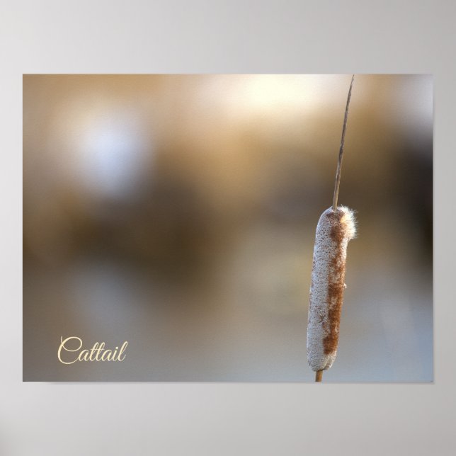 Cattail Plant Photo Poster (Framsidan)