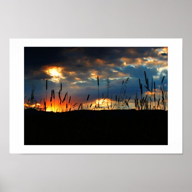 CatTail Sunrise Poster (Framsidan)