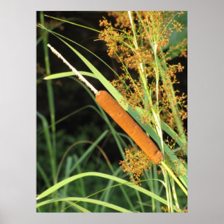 Cattail vid Sunset Poster