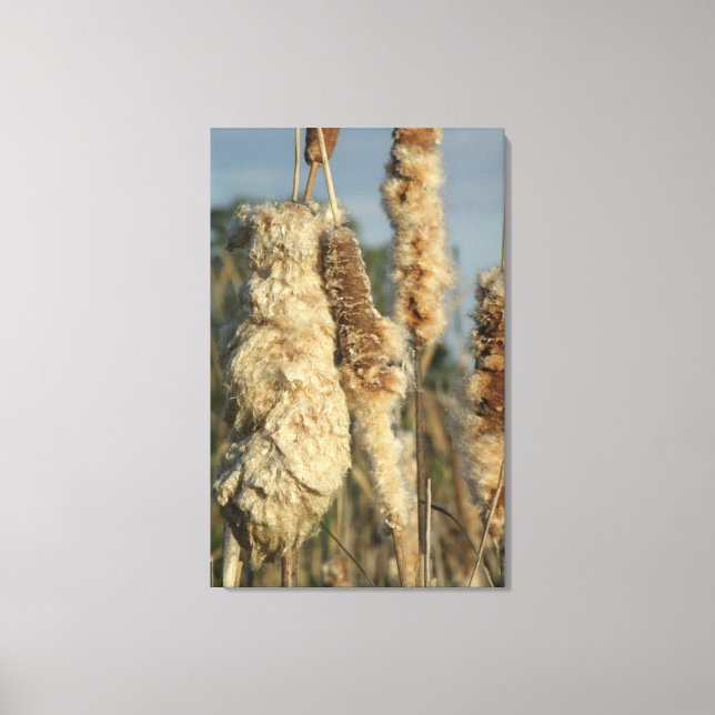 Cattails Canvas (Framsida)