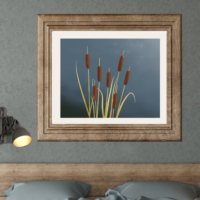 Cattails Fine Art Print Poster (Skapare uppladdad)