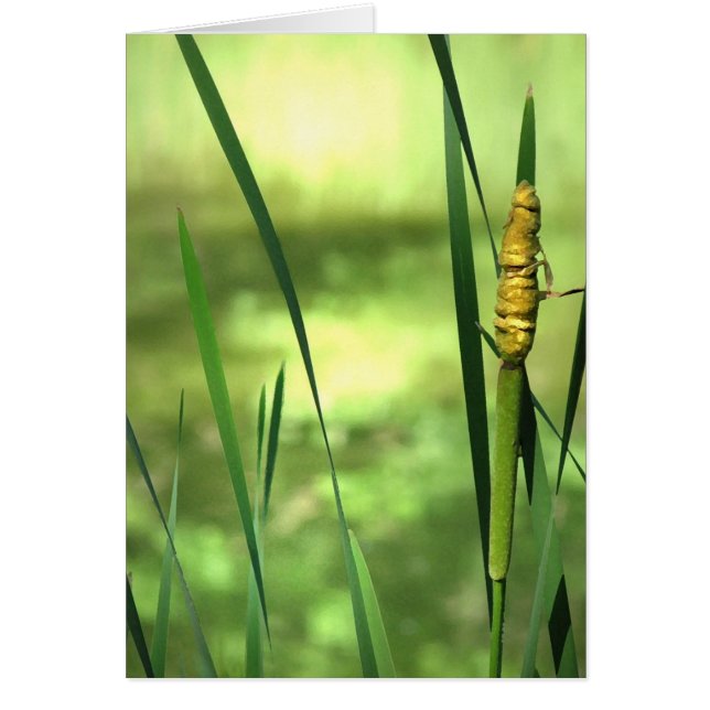 Cattails på damm hälsningskort (Framsidan)