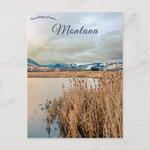 Cattails vid James River Bozeman Montana Vykort