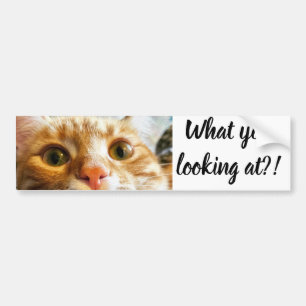 CattiSticker Bildekal