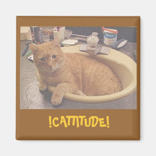 ! CATTITUDE! , (eller därför jag inte kan Magnet