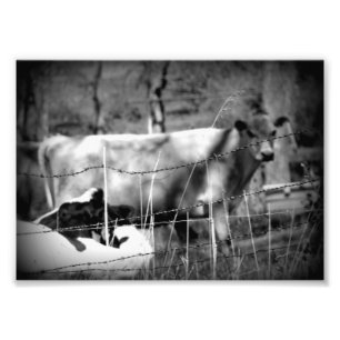 Cattle Black and White Fototryck