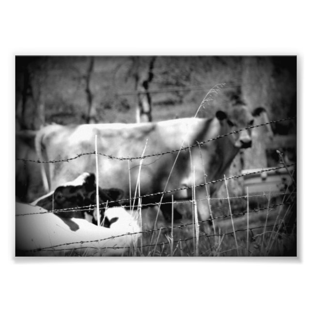 Cattle Black and White Fototryck (Framsidan)