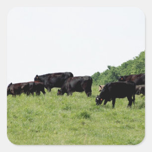 Cattle Black Angus Fyrkantigt Klistermärke