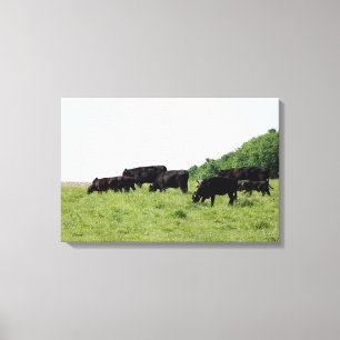 Cattle Black Angus Wrapped Canvas