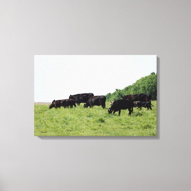 Cattle Black Angus Wrapped Canvas (Framsida)