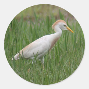 Cattle Egret Bird Round Stickers Runt Klistermärke