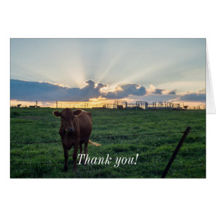 Cattle Farm Sunset OBS Kort