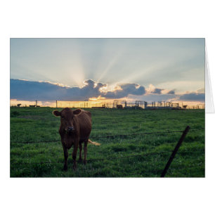 Cattle Farm Sunset OBS Kort