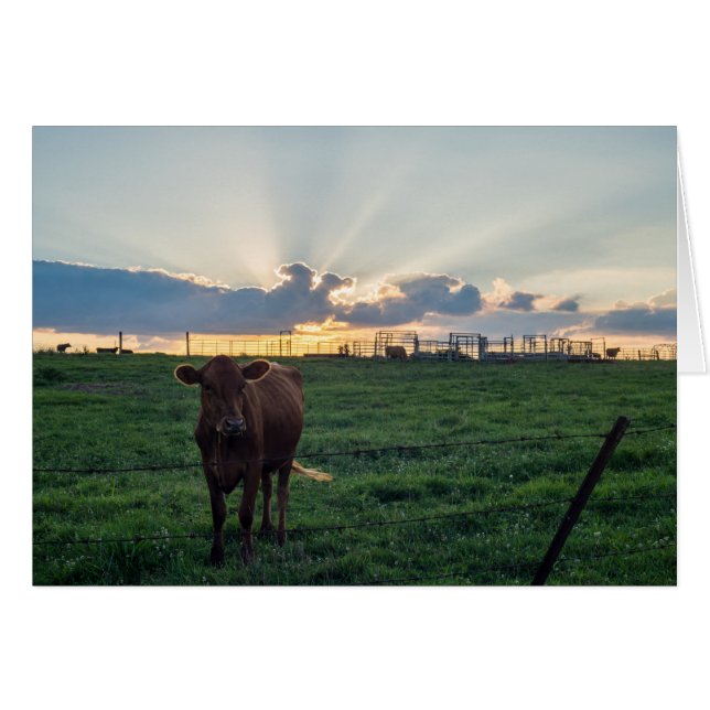 Cattle Farm Sunset OBS Kort (Framsidan Horizontal)