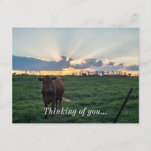 Cattle Farm Sunset Vykort