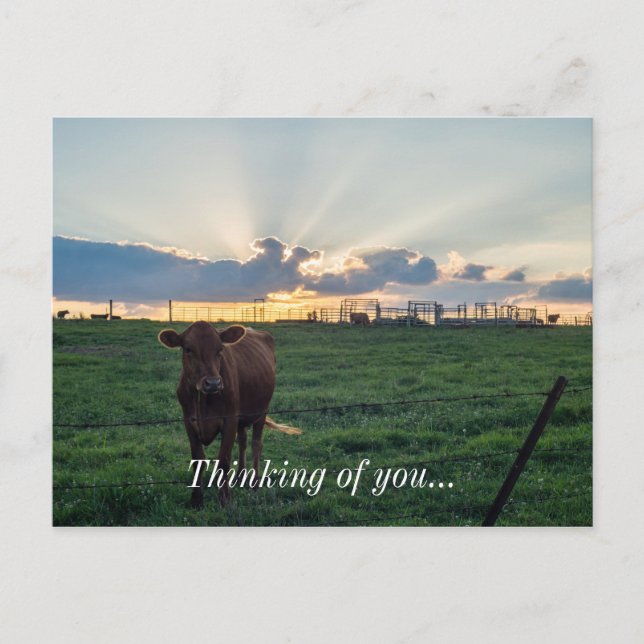 Cattle Farm Sunset Vykort (Framsida)