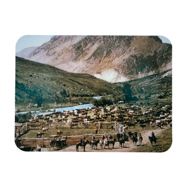 Cattle Ranch, Colorado, 1899 (foto) Magnet (Horisontell)