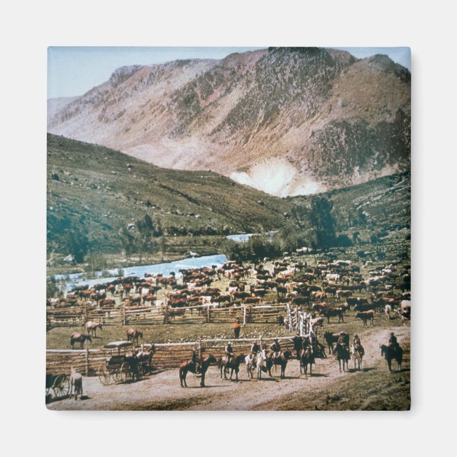Cattle Ranch, Colorado, 1899 (foto) Magnet (Framsidan)