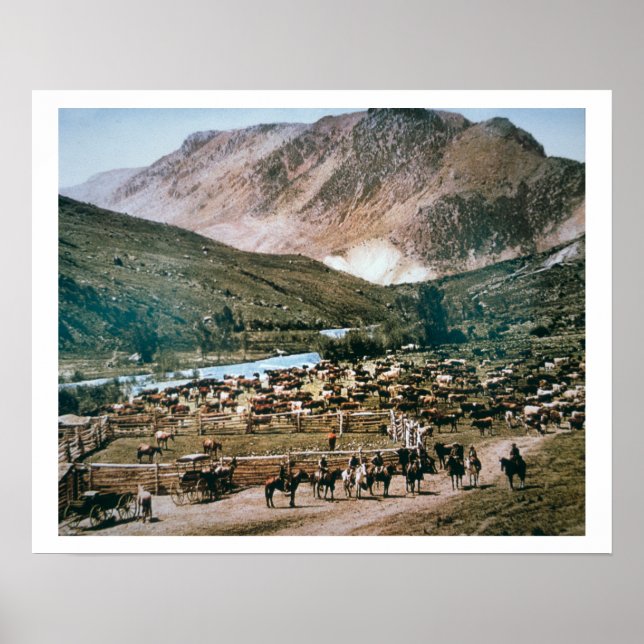 Cattle Ranch, Colorado, 1899 (foto) Poster (Framsidan)